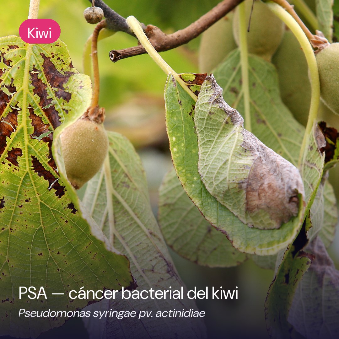 Síntomas de PSA (Pseudomonas syringae pv. actinidiae) en kiwi
