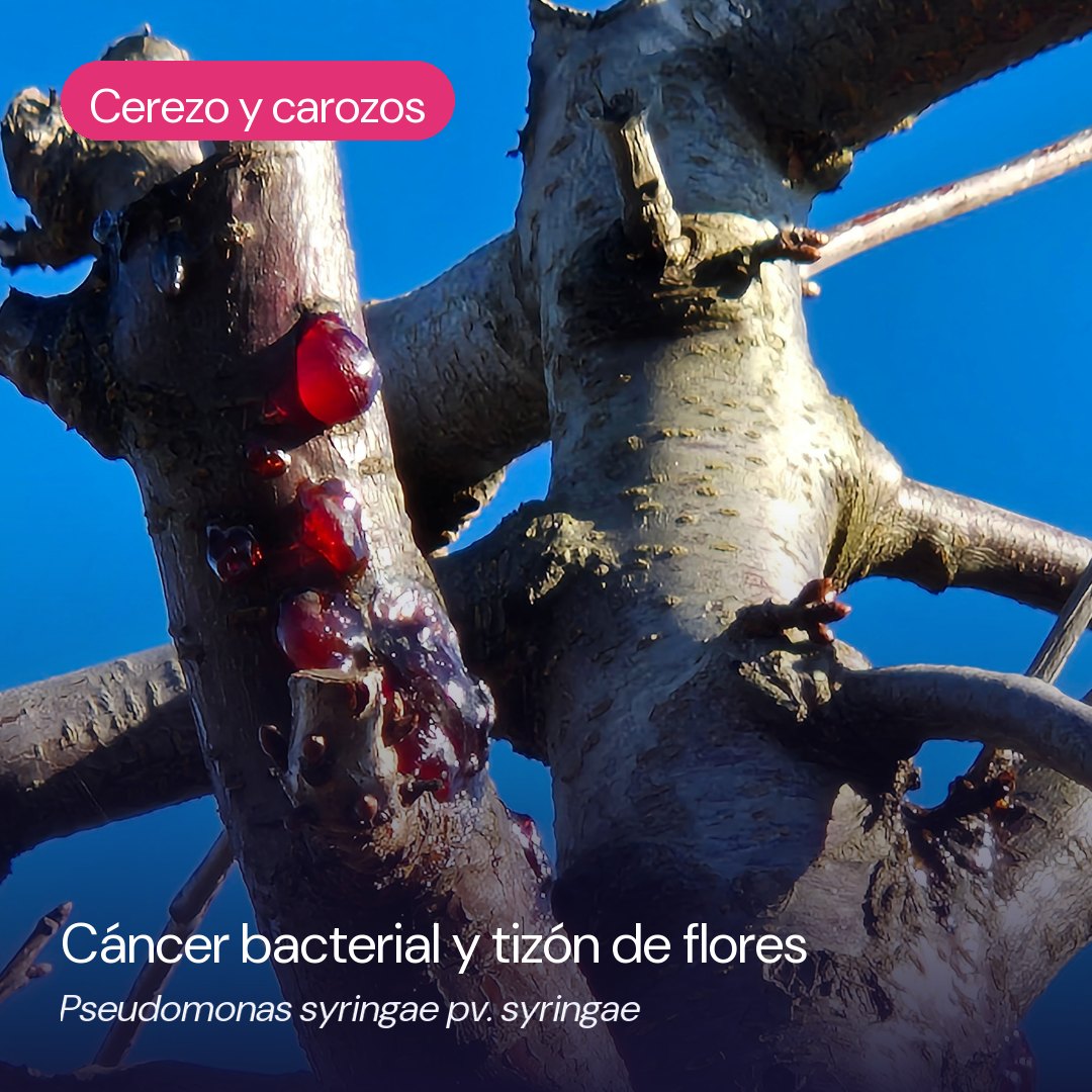 Síntomas de cáncer bacterial (Pseudomonas syringae pv. syringae) en cerezo