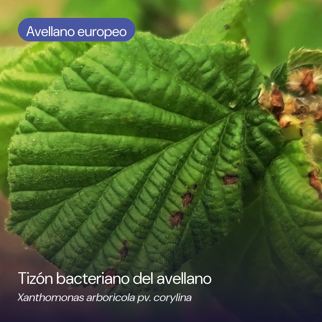Síntomas de tizón bacteriano (Xanthomonas arboricola pv. corylina) en avellano