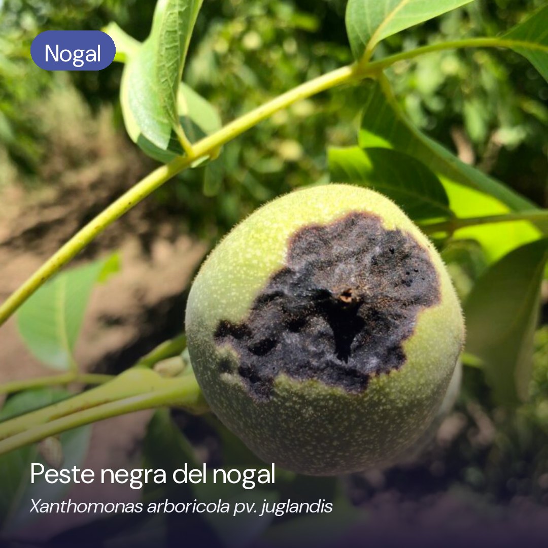 Síntomas de peste negra (Xanthomonas arboricola pv. juglandis) en nogal
